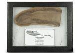 Partial Tully Monster (Tullimonstrum) - Mazon Creek #379385-2